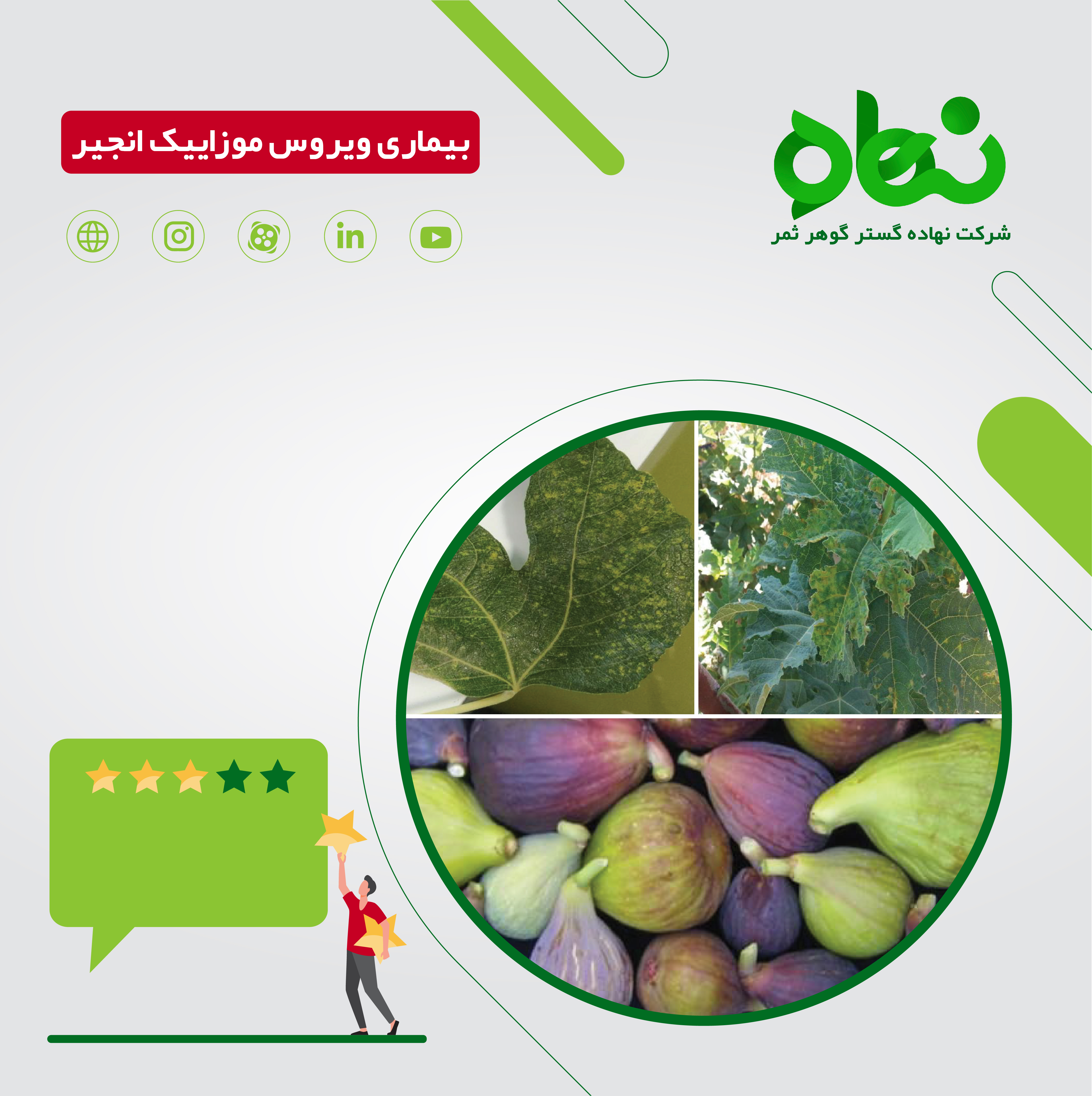 ویروس موزاییک انجیر